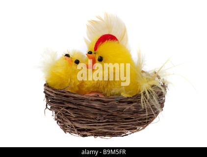 gelbe Ostern Küken in einem Korb auf einem weißen Hintergrund isoliert Stockfoto