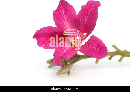 Orchidee Baum Blume Stockfoto