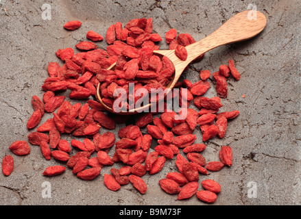 essbare Beeren und Heilpflanze Wolfberry oder Western Snowberry Goji Beere Lycium barbarum Stockfoto