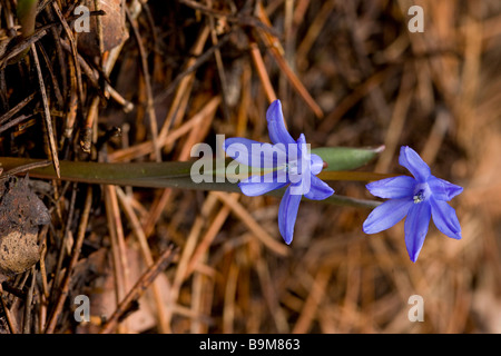 Lady Loch Herrlichkeit des Schnees Chionodoxa Lochii Scilla Lochii endemisch Birne im Troodos Gebirge griechischen Zypern Süden Stockfoto