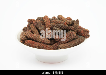 Gewürz Früchte von Longpepper Piper sehr Stockfoto