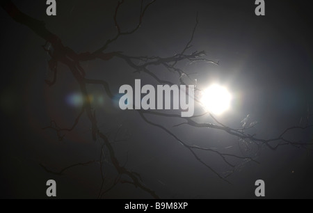 Toter Ast gegen einen gleißenden Sonne Stockfoto