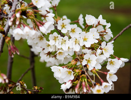 Weeping Kirschbaum-Blüten Stockfoto