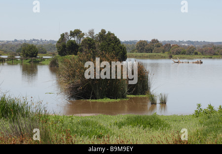 Gemeinsamer Verkauf Marsh in Gippsland, Victoria, Australien Stockfoto