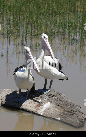 Melden Sie sich zwei Pelikane sitzen auf einem Baum in Wasser, Gippsland, Victoria, Australien Stockfoto