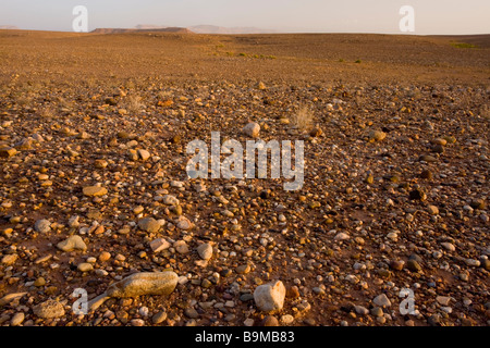 Steinwüste oder Hamada westlich von Ouazarzade am Rande der Sahara Süd Marokko Stockfoto