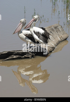 Melden Sie sich zwei Pelikane sitzen auf einem Baum in Wasser, Gippsland, Victoria, Australien Stockfoto