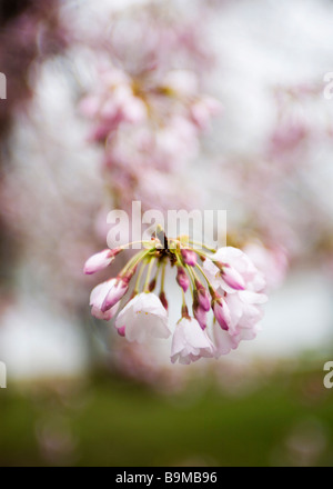 Japanischer Kirschbaum-Blüten Stockfoto