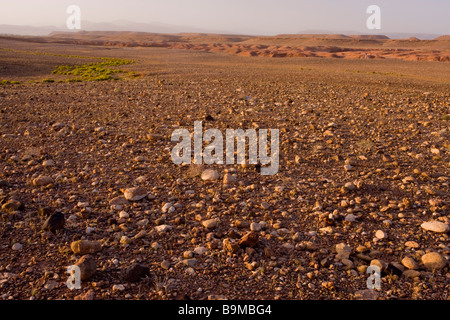 Steinwüste oder Hamada westlich von Ouazarzade am Rande der Sahara Süd Marokko Stockfoto