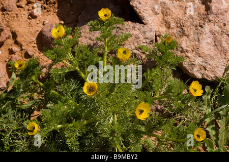 Eine gelbe Fasan s Auge Adonis Microcarpa im Acker Marokko Stockfoto