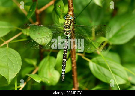 Libelle, Migrant Hawker Aeshna Mixta abgebildet eine pulsierende blaue Libelle auf den Blättern Stockfoto