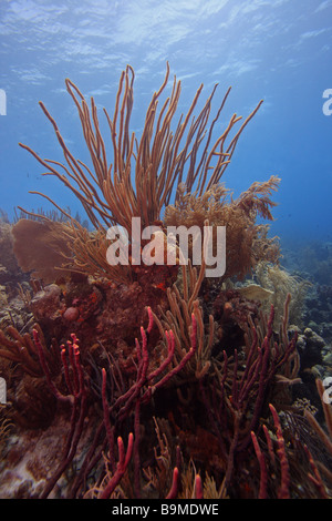 Kolonie von Weichkorallen einschließlich Meer Stangen und einem Gorgonien-Bonaire Stockfoto