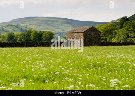 Traditionelle Steinscheune in der Ecke des sonnendurchfluteten Feldes der wilden Frühlingsblumen (Wildblumenwiese) - landschaftlich reizvolle hügelige Yorkshire Dales Countryside, England, Großbritannien. Stockfoto