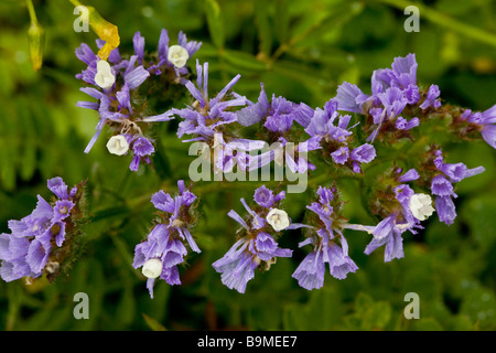 Geflügelte Strandflieder Limonium Sinuatum mit weißen Blüten und bläulich Hochblätter griechischen Zypern Süd Stockfoto