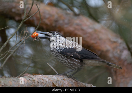 Gefleckte Nussknacker Nucifraga Caryocatactes auf Ast sitzen und Essen eine Hüfte Stockfoto