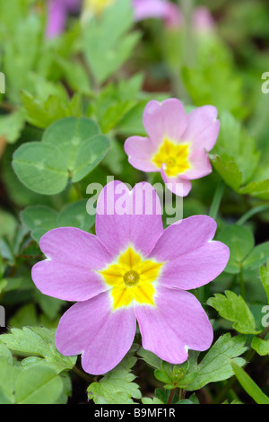 Thrum eyed Magenta Primel Primula Vulgaris Unterart sibthorpii Stockfoto