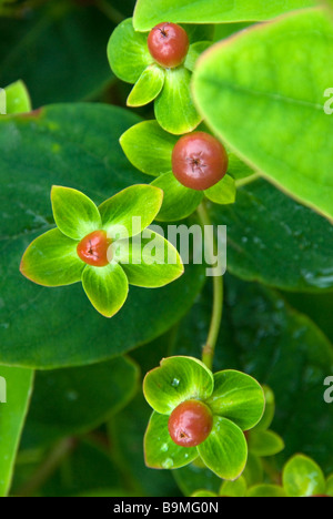 Johanniskraut (Hypericum inodorum) wächst im Garten Stockfoto