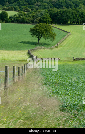 Ein Blick nach Feldgrenzen in einem bewaldeten Tal. Stockfoto