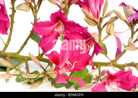 Blühende Orchidee Baum Zweig Stockfoto