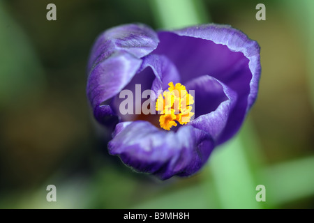 Wachsartige lila Krokus Blüte im zeitigen Frühjahr mit selektiven Fokus auf die goldenen Narbe Stockfoto