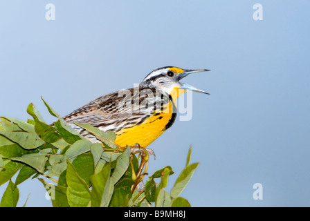Männliche Eastern Meadowlark Sturnella magna singen. Kansas, USA Stockfoto