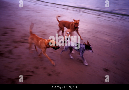 Hunde am Strand entlang laufen Stockfoto