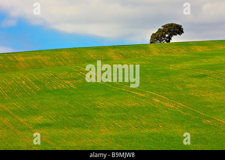 Einzelner Baum auf einem Bergrücken eine üppige grüne Weide entlang der Ruta de Los Almoravides Route der Almoraviden Provinz von Cadiz. Stockfoto