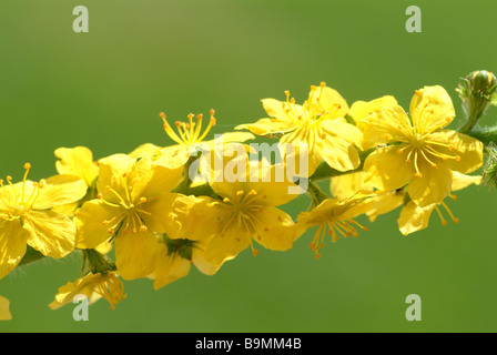 Blühende Heilpflanze Odermennig gemeinsame Agrimony Agrimonia eupatoria Stockfoto