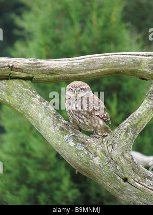 Steinkauz (Athene Noctua) Teil der Eule (leptogrammica) Familie. Stockfoto