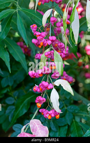 Spindel-Baum: Euonymus Europaeus.  Beeren Stockfoto