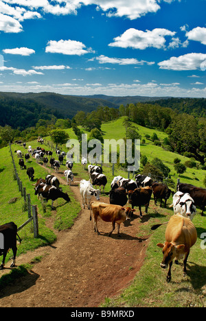 Ein Spaziergang durch Bauernhof Milchkühe Stockfoto