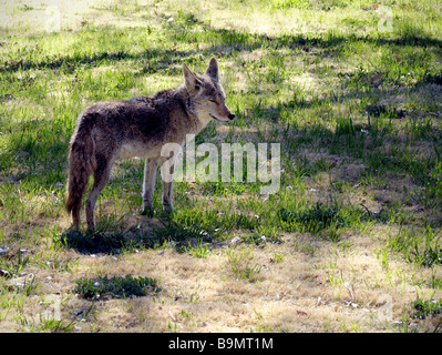 Einsamer Kojote, Canis yogiebeer. Foto bei Scotty's Kaste, Death Valley National Park, Kalifornien, USA Stockfoto