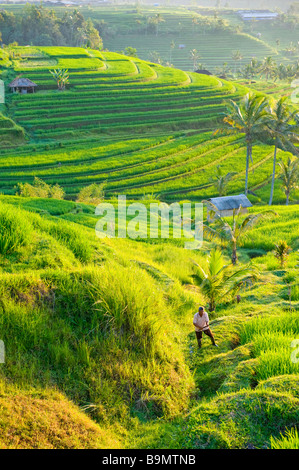 Landwirt in Reis Terrasse von Jatiluwih, Bali, Indonesien Stockfoto