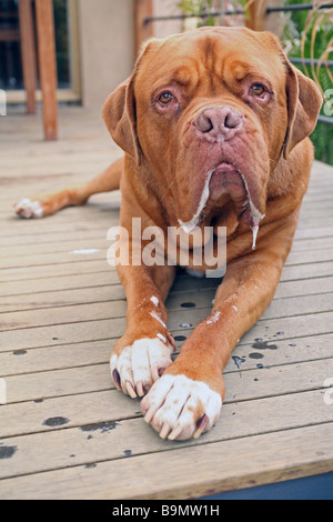 Bordeauxdogge oder de Bordeaux Dogge Stockfoto