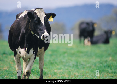 Milchkühe im Fahrerlager Stockfoto