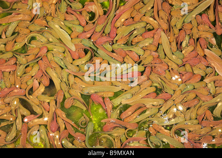 Neu entstanden Kaulquappen der Grasfrosch (Rana Temporaria) im Garten-Teich, in einem Garten in Wales, UK Stockfoto