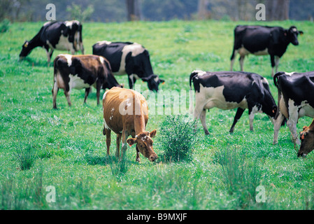 Milchkühe im Fahrerlager Stockfoto