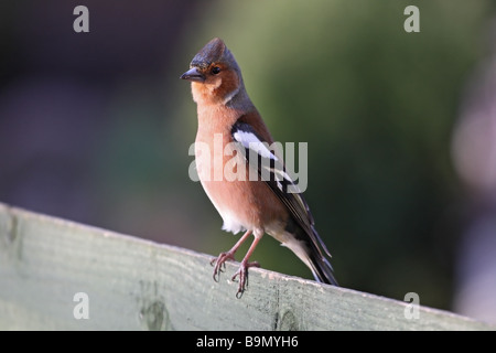 Männliche Buchfink Fringilla Coelebs am Gartenzaun UK Stockfoto