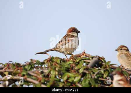 Männlicher Haussperling Passer Domesticus gegen ein blauer Himmel Stockfoto