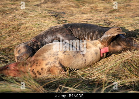 Atlantic Grey Bull Dichtung versucht, Mount weibliche Kuh Halichoerus Grypus Donna Nook Nature Reserve Lincolnshire England UK zu Paaren Stockfoto