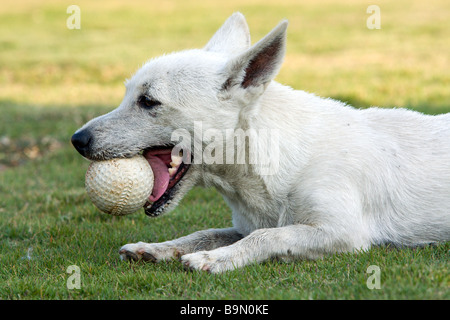 Hund mit Ball im Mund, liegen auf Gras Stockfoto