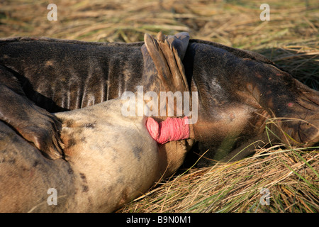 Atlantic Grey Bull Dichtung versucht, Mount weibliche Kuh Halichoerus Grypus Donna Nook Nature Reserve Lincolnshire England UK zu Paaren Stockfoto