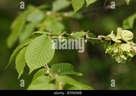 Wych Ulme Ulmus Glabra Vereinigtes Königreich Stockfoto