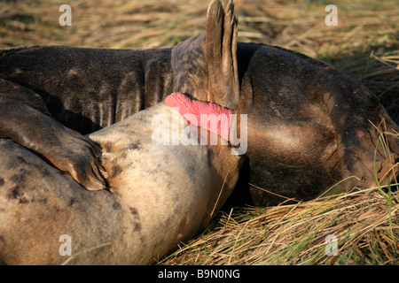 Atlantic Grey Bull Dichtung versucht, Mount weibliche Kuh Halichoerus Grypus Donna Nook Nature Reserve Lincolnshire England UK zu Paaren Stockfoto