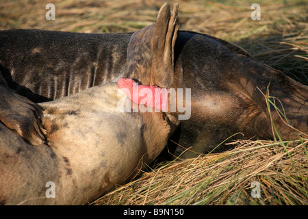 Atlantic Grey Bull Dichtung versucht, Mount weibliche Kuh Halichoerus Grypus Donna Nook Nature Reserve Lincolnshire England UK zu Paaren Stockfoto