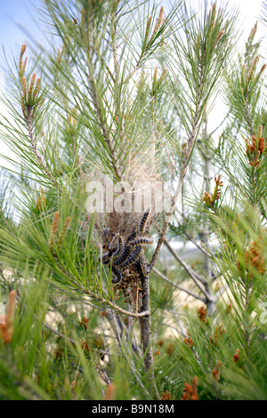 Raupen von Pinienprozessionsspinner (Thaumetopoea Pityocampa) bereitet sich das Nest, Andalusien, Spanien, Europa zu verlassen Stockfoto