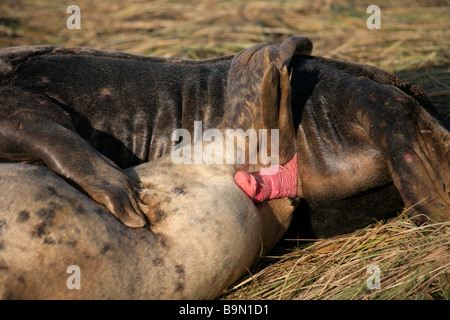 Atlantic Grey Bull Dichtung versucht, Mount weibliche Kuh Halichoerus Grypus Donna Nook Nature Reserve Lincolnshire England UK zu Paaren Stockfoto