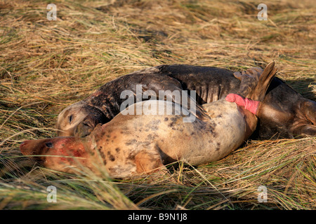 Atlantic Grey Bull Dichtung versucht, Mount weibliche Kuh Halichoerus Grypus Donna Nook Nature Reserve Lincolnshire England UK zu Paaren Stockfoto