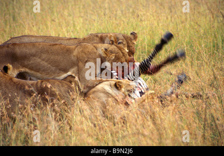 Löwinnen mit Zebra töten Masai Mara Kenia Stockfoto