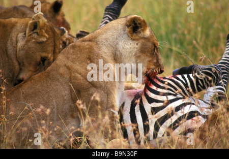 Löwinnen mit Zebra töten Masai Mara Kenia Stockfoto